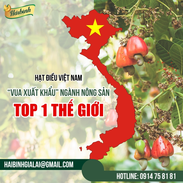 Hạt Điều Việt Nam: “Vua Xuất Khẩu” Của Ngành Nông Sản