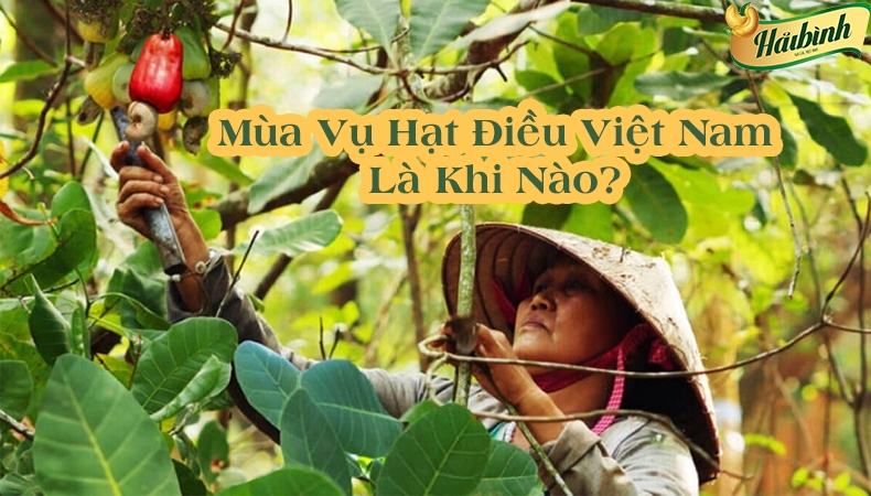 Thời gian thu hoạch hạt điều tại Việt Nam? Hướng dẫn phân biệt các loại hạt điều